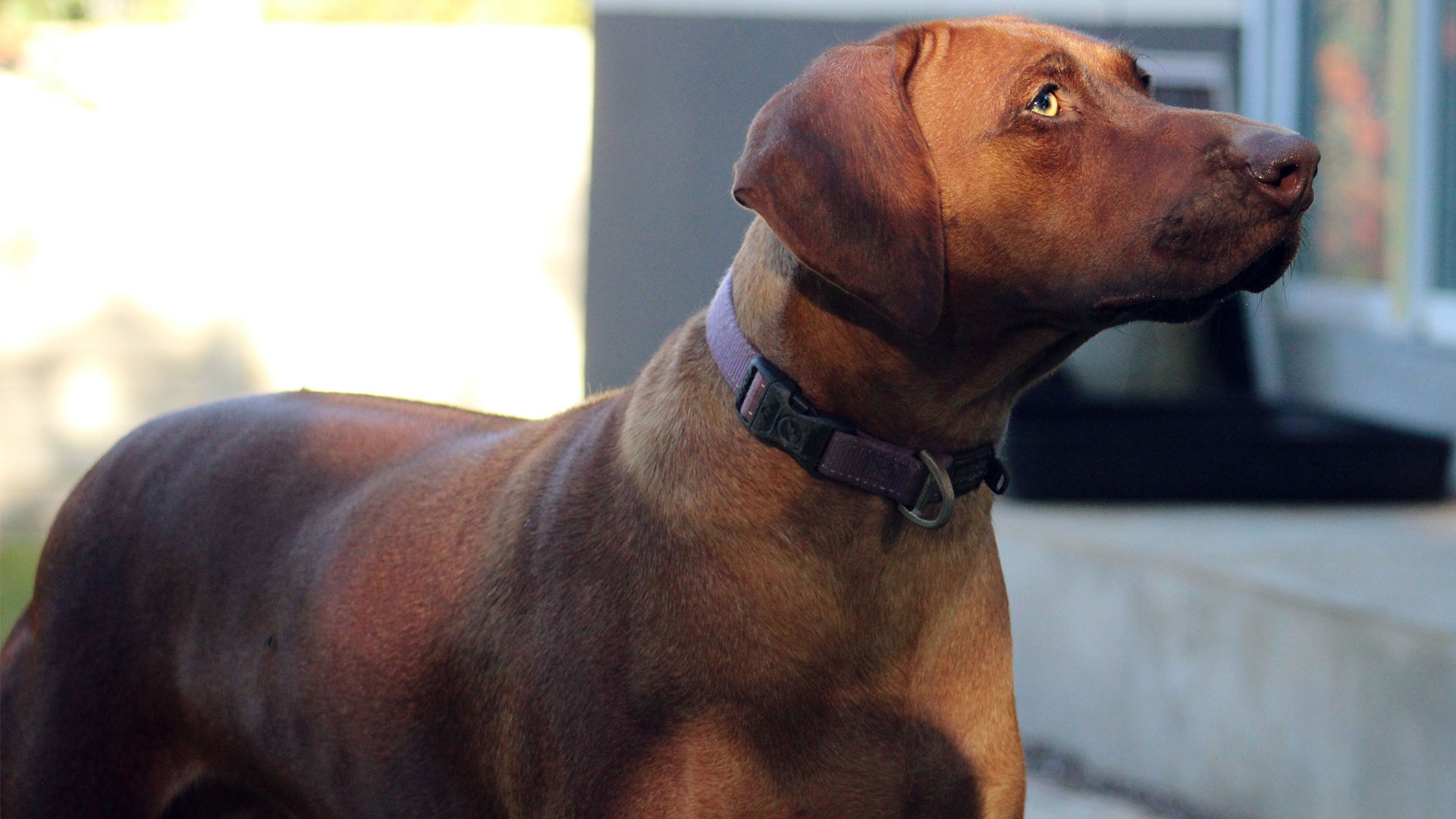 Ariadne Infiniamo Rhodesian Ridgebacks Dog Breeders in Bloemfontein